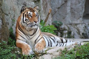 Tiger Sitting on Rock