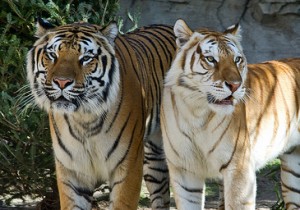 Two Tigers Together